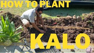 How To Propagate Kalo Taro Dryland Style [upl. by Leicester]