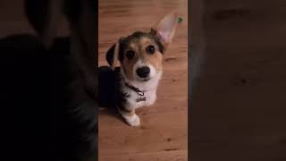 See how corgi ears stand up 😍😍😍 [upl. by Libbie]