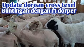 Update doroan bunting dengan f1 dorper [upl. by Oiciruam877]