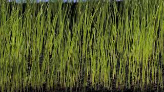 Grass seed sowing germination amp grass growing time lapse [upl. by Krakow]