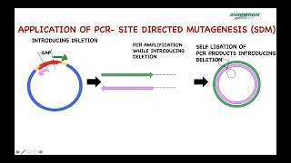 PCR APPLICATIONS IN CLONING SITE DIRECTED MUTAGENESIS amp SEQUENCING PART I  MAY 2021 [upl. by Eisej]