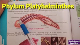 Phylum Platyhelminthes XI Biology [upl. by Akeem]