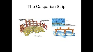 What Is An Casparian Strip What Was It Function Plants Root [upl. by Helms193]