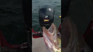 walleye fishing 13 tournament day Little bay de Noc [upl. by Vorfeld]