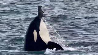 Orca Grabs Harbor Seal [upl. by Adalbert]