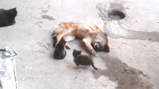 Mother cat with kittens came to old friend  Кошка привела котят к своему другу [upl. by Notyarb]