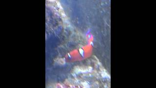 Coral Wrasse eatting a bristle worm [upl. by Trebloc]