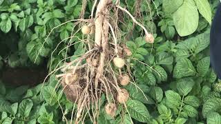 Follow the potato crop with Craig Chisholm and Abi Morton  16 June 2022 [upl. by Ause]