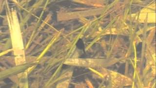 June 9 Fowlers Toad tadpoles [upl. by Hannej624]