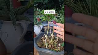 Update Aglaonema Base cutafter 4 months result plantpropagation [upl. by Acker]