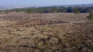 Holbra DRON Lesy po kůrovci  Měřín [upl. by Collimore549]