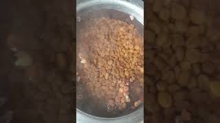 Presowing treatment of Cassia javanica seeds  Seed Nursery Manakpur [upl. by Schwinn]