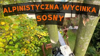 ALPINISTYCZNA WYCINKA SOSNY  Łatwa wycinka w ciasnym ogrodzie [upl. by Laenej]