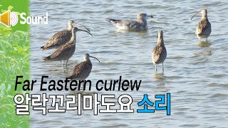 알락꼬리마도요 소리 Sound of Far Eastern curlew [upl. by Letisha487]