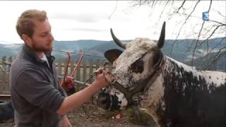 2017 03 21 La Ferme du Surcenord  La Vosgienne en système allaitant [upl. by Leasi]