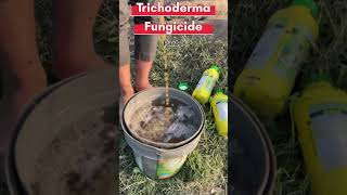 Trichoderma ka use or fayede kya h trichoderma benfit trichoderma agriculture pesticides [upl. by Halbeib]