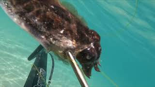 Spearfishing Squid Red Mullet and Seabream  Found a Butterfly Knife Underwater [upl. by Aiykan]