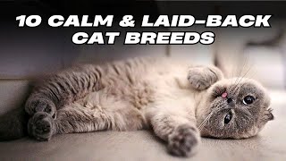 Top 10 Calm and LaidBack Cat Breeds [upl. by Ashman]