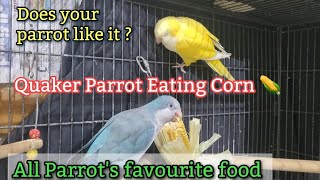 Quaker Parrots favourite food  Monk Parakeet Eating Corn 🌽 [upl. by Cairns]