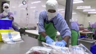 Marshall Islands fresh tuna processing MIFV Majuro [upl. by Grannie]