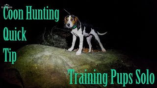 Coon Hunting Quick Tip Training Pups Solo [upl. by Clellan]