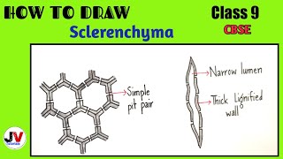 how to draw sclerenchymasclerenchyma diagramsclerenchyma drawing [upl. by Tennos]