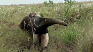 The Giant Anteater in Costa Rica [upl. by Ebneter]