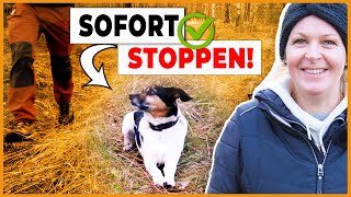 Hund im Freilauf schnell stoppen I Sicherer Spaziergang [upl. by Gates]