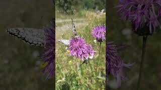 Beautiful butterfly Parnassius apollo video recorded in Pietraporzio CN Italy ❤🇮🇹🦋🦋 [upl. by Aihceyt]