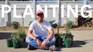 I Killed My Lawn and Planted a Native Garden  Part 3  Planting [upl. by Okimat]