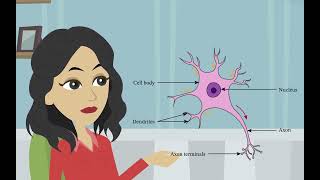 Die Struktur und Funktion von Neuronen Die Unterteilungen des Nervensystems [upl. by Swanson]