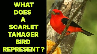 WHAT DOES A SCARLET TANAGER BIRD REPRESENT [upl. by Zach71]