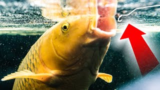 How To Catch Carp  Surface Fishing with Bread and Dog Biscuits  Floater Fishing Tips [upl. by Theodosia]