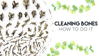 HOW TO CLEAN BONES amp DISSECT OWL PELLETS [upl. by Hedwig]