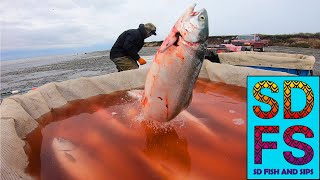 Naknek Alaska Sockeye Salmon Setnet Fishing Part 2  The Peak of the Historic 2022 Season  SDFS [upl. by Parks]