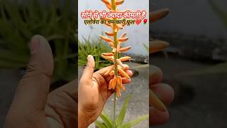 Alovera ke phool ke phayde 💐🌹💗plants nature goodluck  trending shortsvideo garden flowers [upl. by Lissi359]