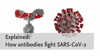 Explained How antibodies fight SARSCoV2 [upl. by Rysler240]