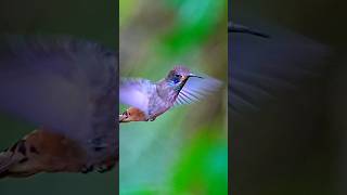 Brown Violetear birds birdwatching hummingbird ecuador wildlife [upl. by Fagin]