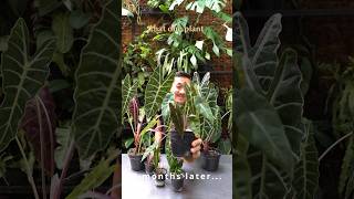 Alocasia Amazonica Care and Propagation [upl. by Adriane]