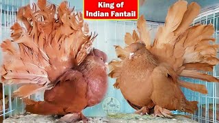 Visit Indian Fantail Breeder Setup  World Biggest American Fantail  Top Quality Birds [upl. by Gal74]