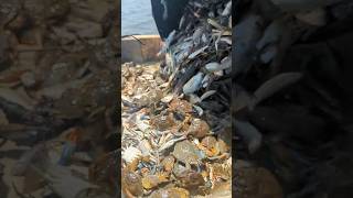 Seafood catch shrimp crab louisiana shorts [upl. by Erdah]