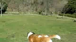 St bernard VS Great Pyrenees [upl. by Rocray967]