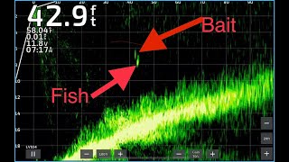 Catching white bass at Lake Pleasant on the Megabass Vision 110 jr 1 using Garmin Livescope [upl. by Hniht731]