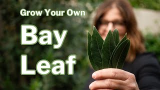 BAY LAUREL GROWING GUIDE How to Grow amp Propagate Bay Leaf in any Climate [upl. by Annauqahs738]