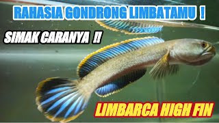 CARA AGAR CHANNA LIMBATA GONDRONG [upl. by Alcott117]