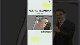 Bullet Train 3D Anatomy Part 14 by Dr Shrikant Verma  NEET PG 2025  NEET PG Preparation [upl. by Nerrol]