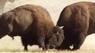 Bison Battle  Yellowstone  BBC Earth [upl. by Horatia98]