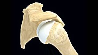 Shoulder Impingement Syndrome [upl. by Adleremse]