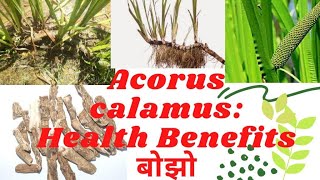 Health Benefits of Bojho Acorus calamus बोझोको चमत्कारी फाईदाहरु । Medicinal Plants  herbs [upl. by Hnacogn]