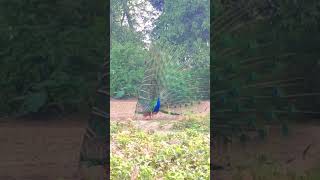 Peacocks 🦚 dance in field  Mor nach  village villagelife travel peace beautiful ashisheb [upl. by Ohaus]